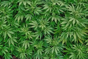 Adolescenti e marijuana: dati shock …